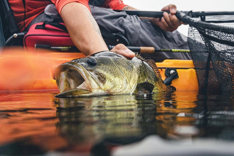 GO FISH!